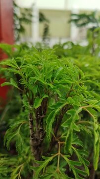 Polyscias fruticosa features finely divided green leaves that add texture, elegance, and tropical calmness to any space.