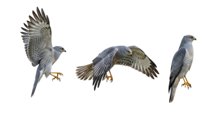 Collection of a gray hawk in three different poses isolated on a white background.