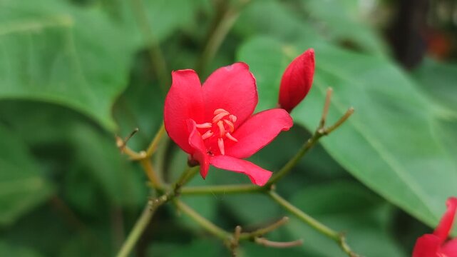 Jatropha integerrima blooms with clusters of bright red flowers, adding tropical charm and vibrant energy to any sunny garden.
