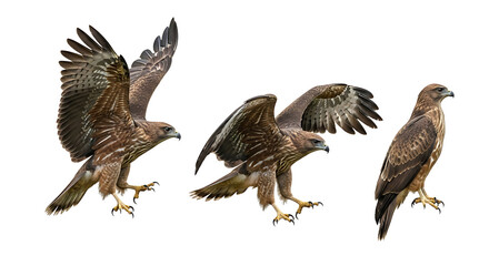 Obraz premium Three majestic brown eagles in various poses isolated on white.