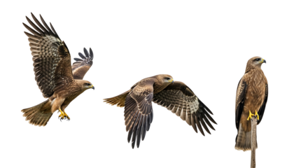 Three majestic black kites captured in various poses against a pristine white background.