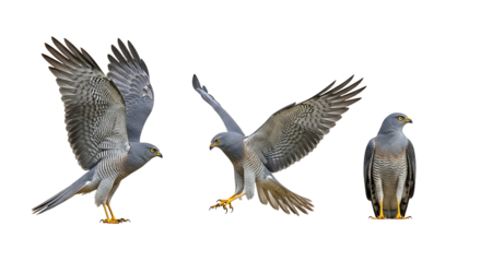 Three Northern Harriers Displaying Plumage and Flight Poses on White Background.