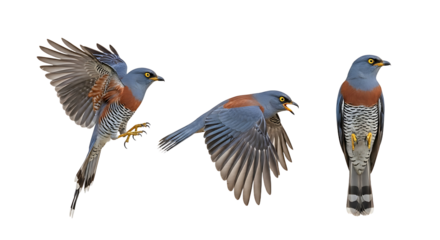 Three Poses of a Bluebird in Flight and Perched.