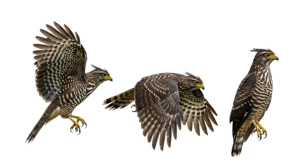 Three poses of a Crested Hawk Eagle in flight and perched.