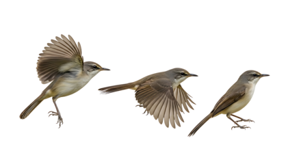 Three small birds in flight against a white background.