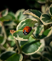 ladybird on a leaf Ladybug on green leaf in the garden macro nature photography 