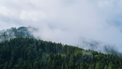 Germany, Magical black forest misty atmosphere panorama view above the tree tops of the beautiful nature landscape with sunlight, paradise