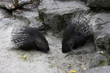 Two porcupines  near the den