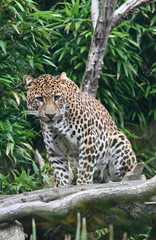 The Java Leopard