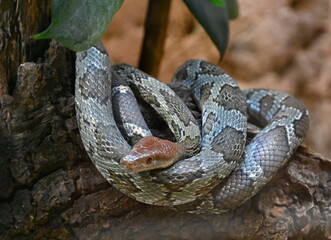 A beauty rat snake