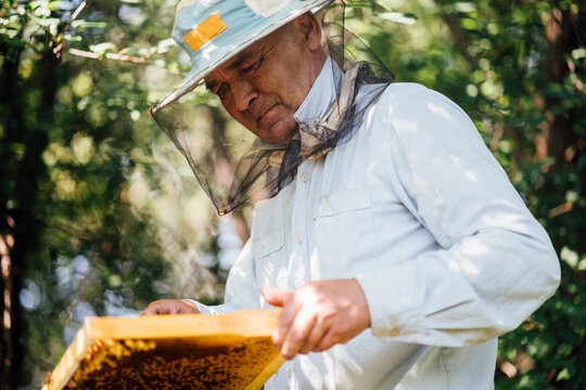 Russland, Beekeeper checking frame with honeybees