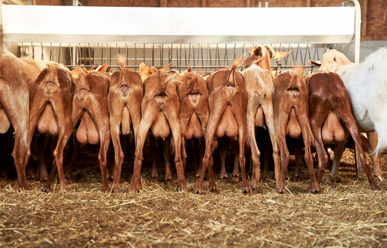 Goats eating hay in trough at farm