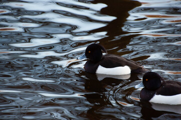 Crested duck. Two black crested ducks in a pond. Crested ducks in winter in the Netherlands