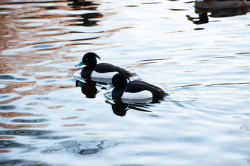 Crested duck. Two black crested ducks in a pond. Crested ducks in winter in the Netherlands