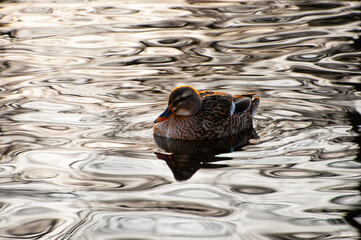 Wild brown duck in a pond