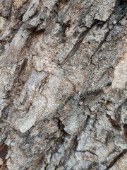 tree bark texture
