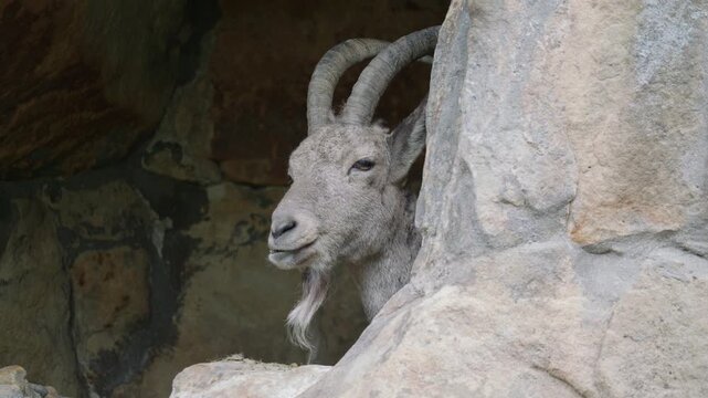Mountain Goat Portrait Peeking Around A Rock