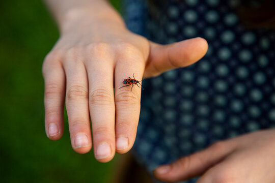 Close-up of firebug (Pyrrhocoris apterus) crawling on hand of little girl