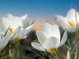 White Crocus Flowers in Bloom Across a Soft Spring Landscape at Sunset