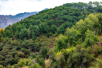pine forest in the mountains