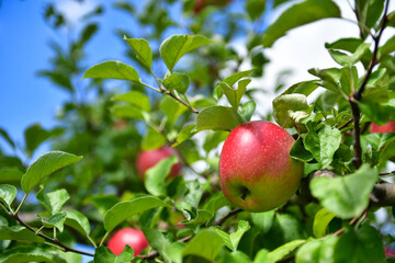 赤く染まる信州リンゴ