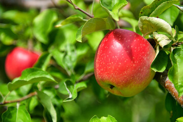 赤く染まる信州リンゴ