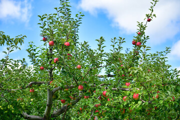 赤く染まる信州リンゴ