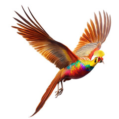 Obraz premium Golden Pheasant bird Flying full body view isolated on white or transparent background