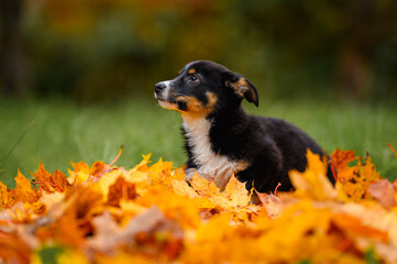 A red-haired mongrel puppy walks in the park. A mixed-breed, a dachshund and a Labrador. A happy domestic dog of no breed.
A stray dog ​​in the park. Autumn, leaves, grass.
