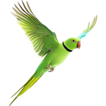 Indian Ringneck Parakeet Bird Flying full body view isolated on white or transparent background