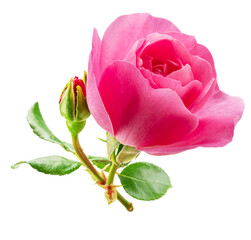 Obraz premium Pink rose and rose bud or Bulgarian or Damask rose, is used as a flavoring ingredient in culinary and perfume production. File contains clipping path.