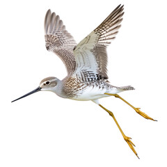 Lesser Yellowlegs Bird Flying full body view isolated on white or transparent background