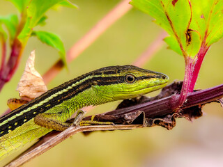 close-up of a vibrant green lizard resting on a branch surrounded by fresh leaves in daylight.