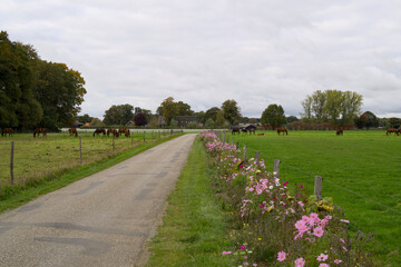 Obraz premium A flowery field edge with cosmea planted along meadow