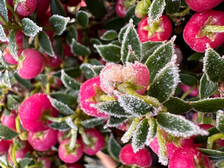 Gefrorene pinke Beeren, Garten