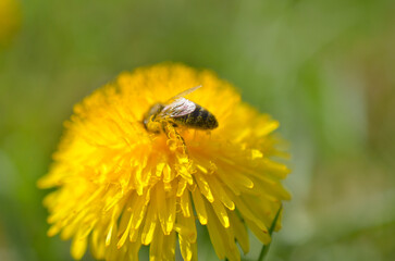Blühender Löwenzahn mit Biene © Blätterwerke