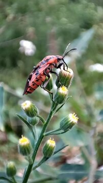 Spilostethus pandurus. Chinche de campo com&uacute;n succi&oacute;na la savia de la planta. Chinche roja. Zapatero.