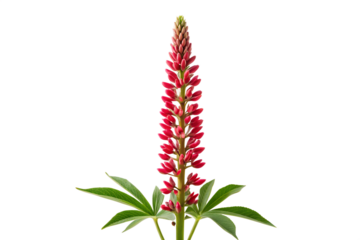 A tall vibrant red lupine flower with green leaves isolated on transparent background
