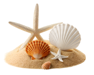 Collection of assorted seashells and starfish arranged on a sandy mound isolated on transparent background