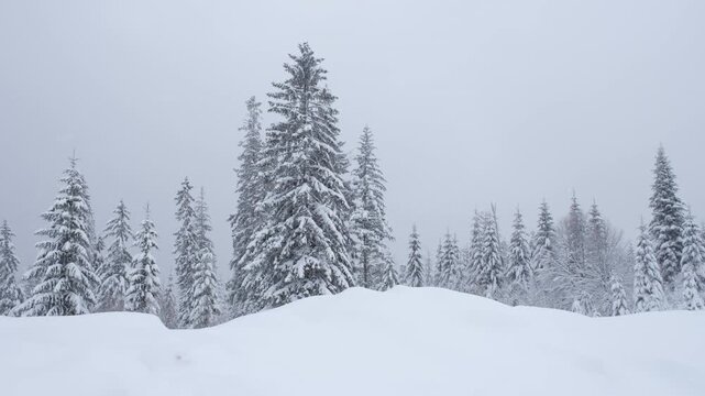 Heavy snowfall covering a peaceful winter forest. Evergreen trees standing in a snowy forest during a blizzard with heavy snowfall