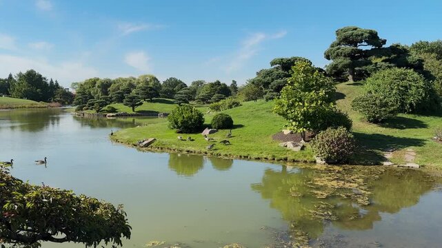 Waterfowl Ducks Over Lakes At The Japanese Garden Within The Chicago Botanic Garden In Glencoe, Illinois, United States. Wide Shot