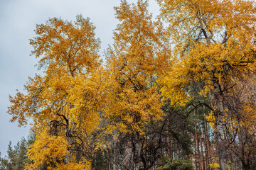 Fototapeta premium autumn in the forest