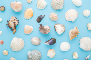 Different beautiful sea shells on light blue table background. Pastel color. Seashells pattern. Closeup. Top down view.