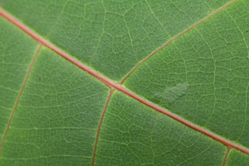 Macro Close-Up of Green Leaf Veins with Red Midrib