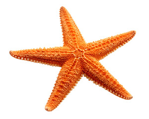 A vibrant orange starfish with five distinct arms isolated on a transparent background isolated on transparent background