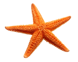 A vibrant orange starfish with five distinct arms isolated on a transparent background isolated on transparent background