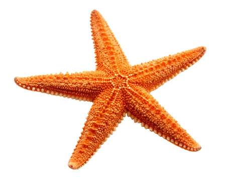 A vibrant orange starfish with five distinct arms isolated on a transparent background isolated on transparent background