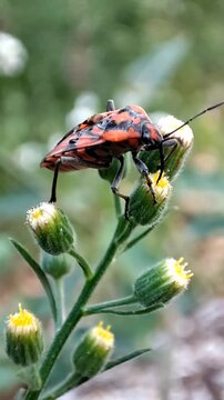 Spilostethus pandurus. Chinche de campo com&uacute;n succi&oacute;na la savia de la planta. Chinche roja. Zapatero. 