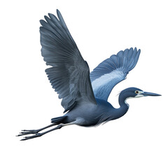 Little Blue Heron Bird Flying full body view isolated on white or transparent background 