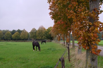 A gray autumn day with brown colored autumn leaves still sitting on the oak trees and horses in the meadow